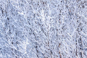 Background of snowy branches