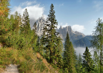 Forest in the mountains. Dolomites in Italy
