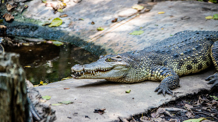 a crocodile sunbathing