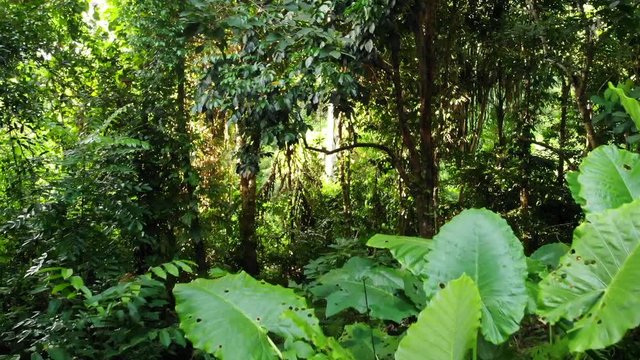 Green plants in jungle. Various tropical green plants growing in woods on sunny day in nature. Magical scenery of rainforest. Wild vegetation, monsteras and lianas deep in tropical forest drone view.