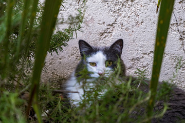 Portrait de chat