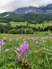 Wild flowers in the mountains