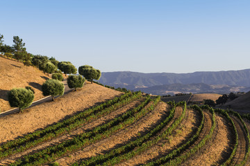 Rows of grapevines curve along a hillside beneath a road bordered by olive trees