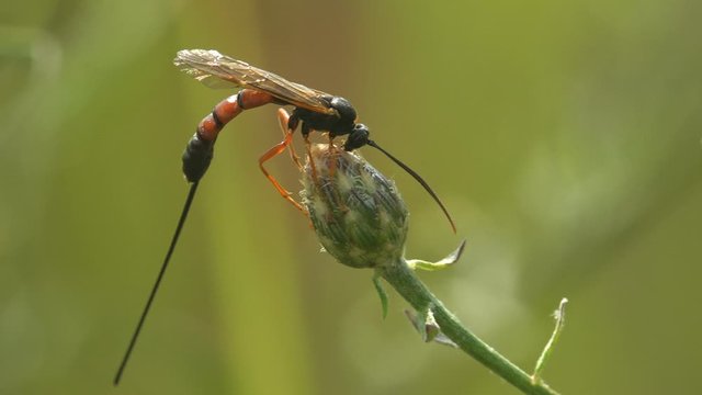 Agathidinae is subfamily of braconid parasitoid wasps,  sitting on flower bud among wild meadow