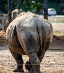 Naklejka premium the nice butt of a rhino