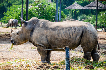 a lonely rhino, but it´s not alone