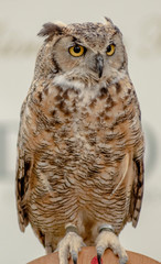 Owls, also known as Strigiformes, are a fascinating order of birds characterized by their nocturnal activity and specific anatomical adaptations