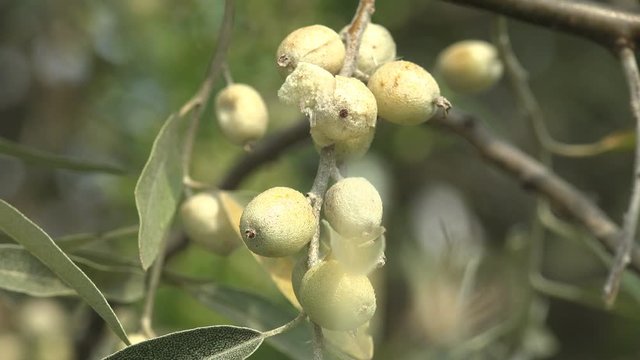 Elaeagnus commutata, Elaeagnus angustifolia, the silverberry or wolf-willow, is a species of Elaeagnus native, Russian olive, oleaster, Persian olive, or wild olive