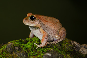 Burrowing Frog  seen at Thane,Maharashtra,India