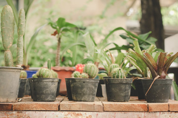 Various cactus in small flowerpots.