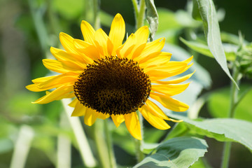 Fototapeta premium flowers