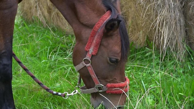 cheval