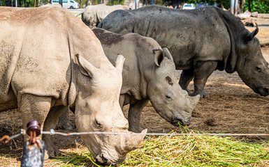 Obraz premium the lonely rhno has company