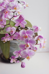Naklejka na ściany i meble Beautiful rose spotted orchid. 