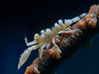 Anker`s Whip Coral Shrimp on Black Coral, Drahtkorallen-Garnele (Pontonides ankeri)