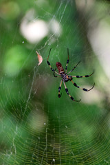 Uma grande aranha vivendo a céu aberto.