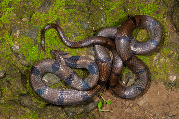Common Kukri Snake seen at Thane,Maharashtra,India