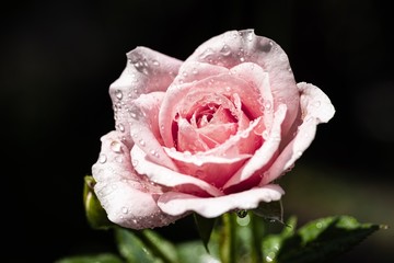 Beautiful pink roses with drops of water on black background.