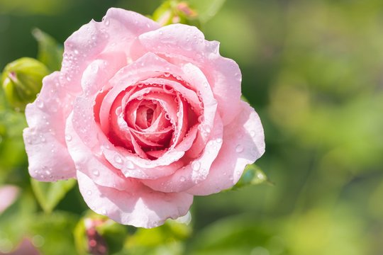 Beautiful pink roses with drops of water in the garden and copy space.