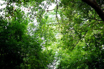 Fototapeta na wymiar Fertile green leaves and trees There is a light shining into the beautiful natural concept.