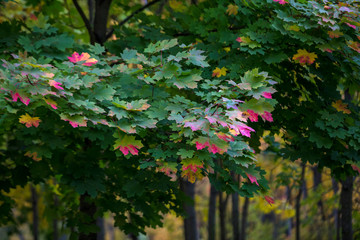 Autumn colorful leaves lush maple, beginning to blush. The change of seasons, falling leaves. European autumn.