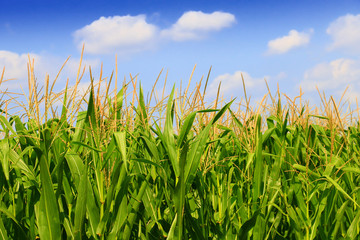 Green field with young corn