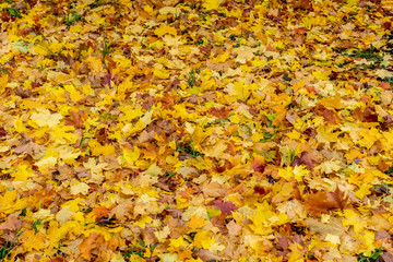 Lush carpet of fallen autumn maple leaves