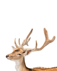 portrait of a red deer on white