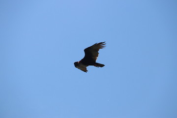 Bird of prey