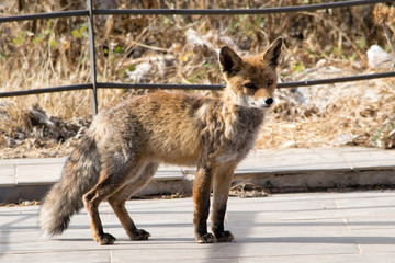 Red fox . Torcal de Antequera. Spain