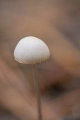 autumn mushroom