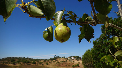 Close Pear tree on Mountain landscape. Rural landscape with field at sun
