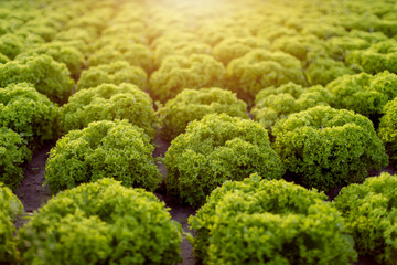 Closeup of sunny field of fresh ripe lettuce lit by the beams of sunset sun