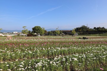 Fototapeta na wymiar 奈良のコスモス畑
