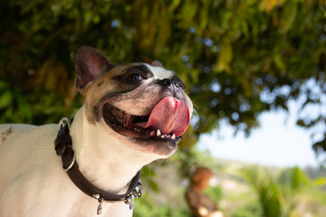 Pet Dog