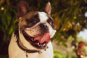 Pet Dog