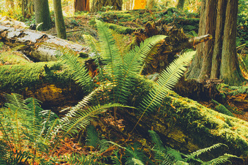 Spectacular autumn forest colours and views of magical light and paths in the woods.  Bowen Island BC Canada.