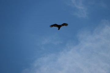 Hunting