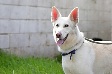 White Shepherd Dog with straight ears and tongue 