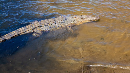 Fototapeta na wymiar crocodile Australia
