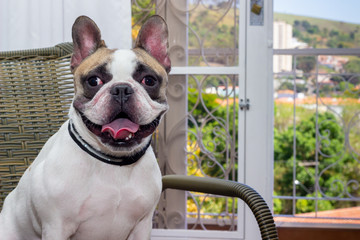 Pet Dog