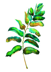 Watercolor illustration of a branch with leaves from an acacia tree isolated on a white background