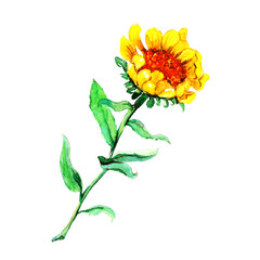 Watercolor illustration of a yellow autumn flower with green leaves on a white background.