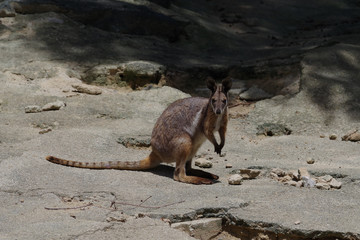 イエローフーテッドロックワラビー