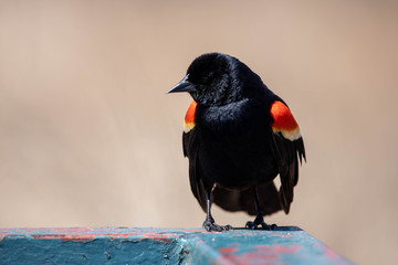 blackbird on a branch