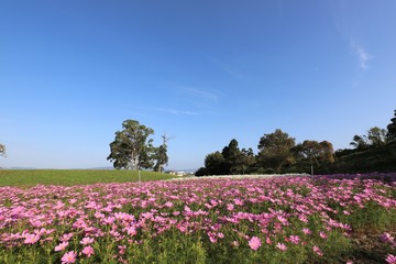 奈良のコスモス畑