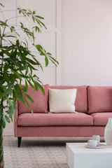 Big green plant in pot next to pastel pink sofa in white elegant interior