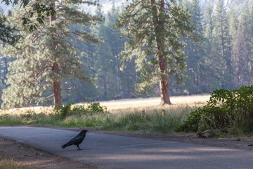 cuervo en carretera con árboles y pradera