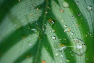 Detail of textures in nature, drops on green leaves