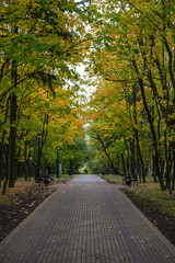 Quiet shady alley leading deep into the autumn Park with yellowing leaves.